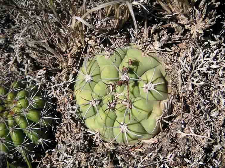 Gymnocalycium pflanzii